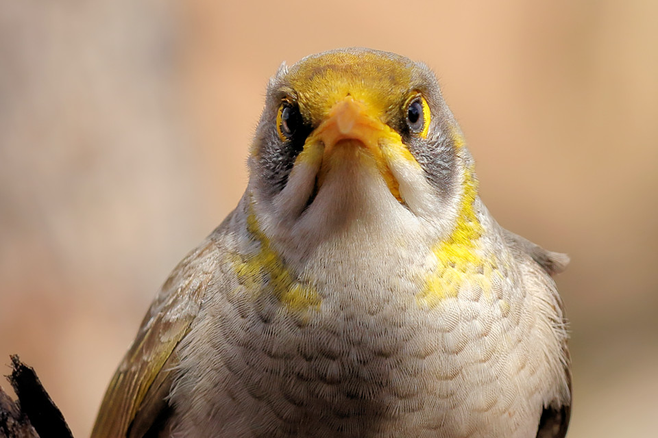 Yellow-throated Miner (Manorina flavigula)